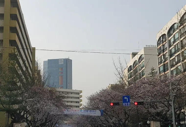 꽃놀이만 가나요?~임장과 함께하는 석촌호수 벚꽃축제 — 사진 17