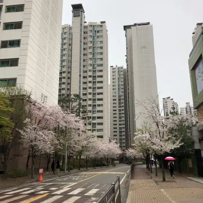 꽃놀이만 가나요?~임장과 함께하는 석촌호수 벚꽃축제 — 사진 19