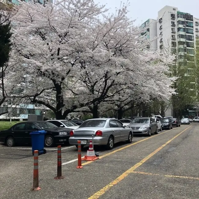 꽃놀이만 가나요?~임장과 함께하는 석촌호수 벚꽃축제 — 사진 21